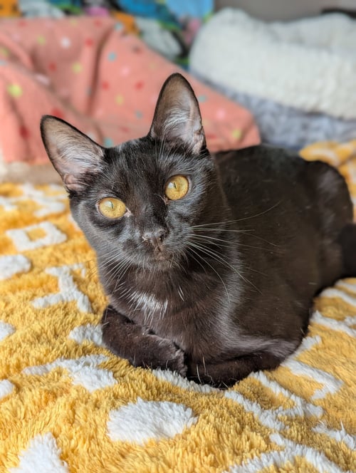 MIYA (BONDED WITH MIRA) - Abyssinian / Domestic Short Hair for adoption in Atlanta