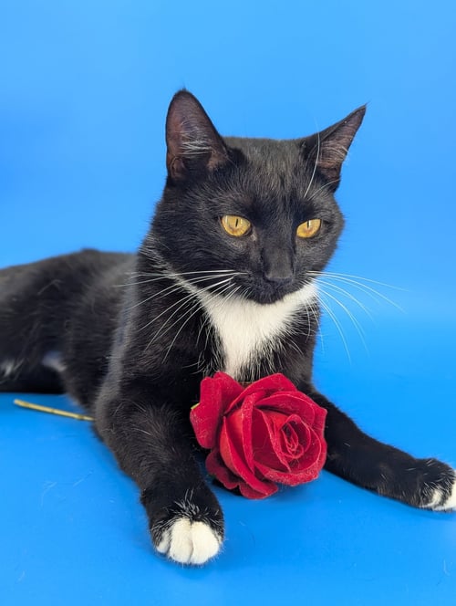 CHIP (FULL TIME SIDEKICK) - Domestic Short Hair available for adoption