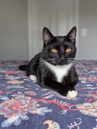 Chip (full time sidekick) - Photo 5