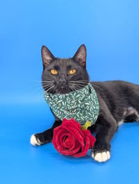 Chip (full time sidekick) - Photo 8