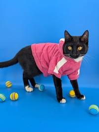 Chip (full time sidekick) - Photo 6