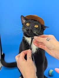 Chip (full time sidekick) - Photo 4