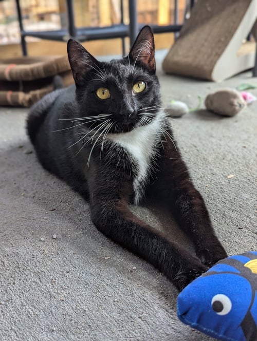 CHIP (FULL TIME SIDEKICK) - Domestic Short Hair available for adoption
