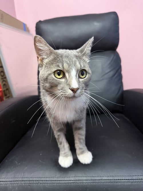 DIESEL (BISCUIT FACTORY) - Domestic Short Hair available for adoption