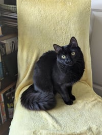 Mira (Bonded with Miya) - Photo 3