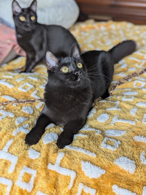 MIRA (BONDED WITH MIYA) - Maine Coon / Domestic Long Hair for adoption in Atlanta