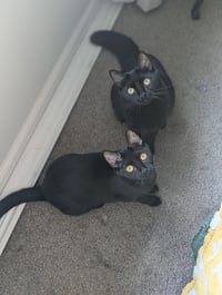 Mira (Bonded with Miya) - Photo 8