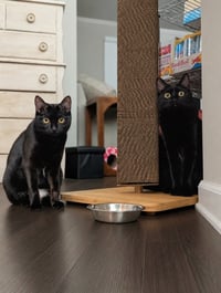 Mira (Bonded with Miya) - Photo 7
