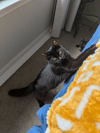 Mira (Bonded with Miya) - Photo 2