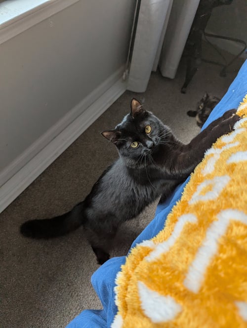 MIRA (BONDED WITH MIYA) - Maine Coon / Domestic Long Hair available for adoption