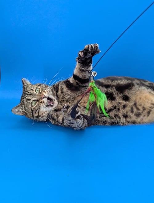 EMILY (MADE FOR LOVE) - Domestic Short Hair for adoption in Atlanta
