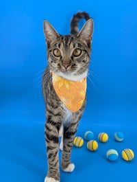 Dill the Queen - Photo 10