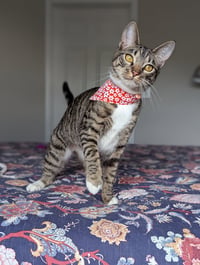Dill the Queen - Photo 2