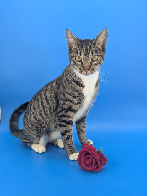 DILL THE QUEEN - Domestic Short Hair for adoption in Atlanta