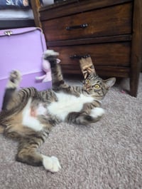 Dill the Queen - Photo 8