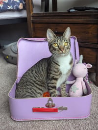 Dill the Queen - Photo 9