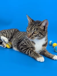Dill the Queen - Photo 7