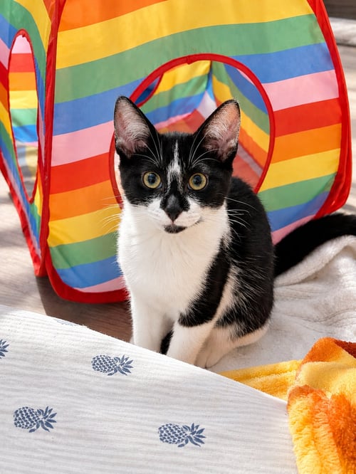 OATMEAL (THE BREAKFAST CLUB) - Domestic Short Hair for adoption in Atlanta
