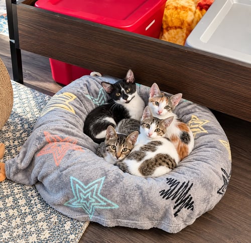 OATMEAL (THE BREAKFAST CLUB) - Domestic Short Hair available for adoption