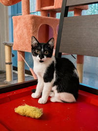 Oatmeal (The Breakfast Club) - Photo 4