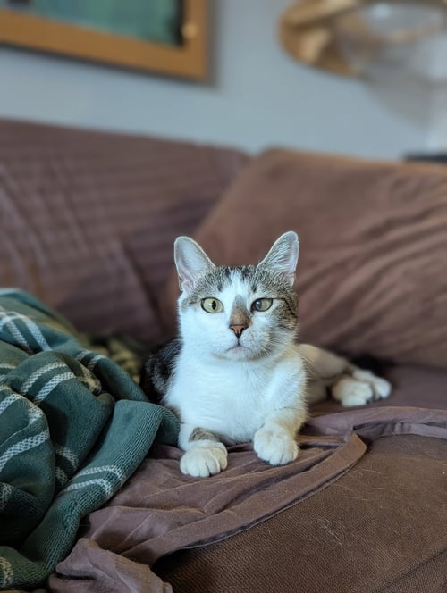 BUTTERCUP (PURE SUGAR) - Domestic Short Hair for adoption in Atlanta