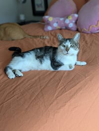 Buttercup (Pure Sugar) - Photo 4