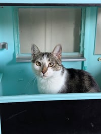 Buttercup (Pure Sugar) - Photo 2