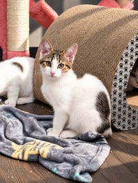 Egg (Bobtail Beauty) - Photo 2