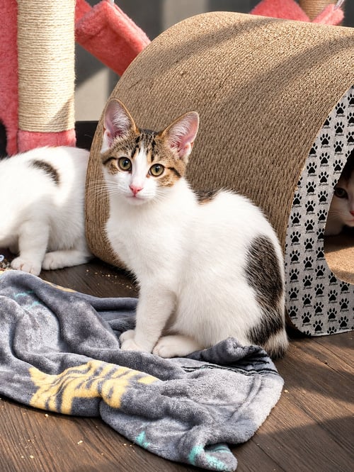EGG (BOBTAIL BEAUTY) - Bobtail available for adoption
