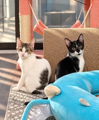 Egg (Bobtail Beauty) - Photo 5