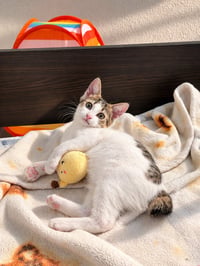 Egg (Bobtail Beauty) - Photo 3