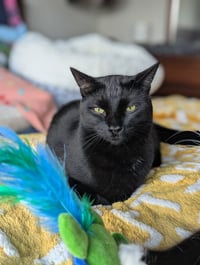 Monty (Bonded with Winkie) - Photo 2