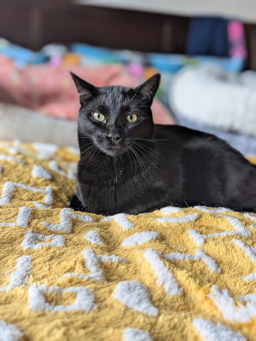MONTY (BONDED WITH WINKIE) - Domestic Short Hair / Domestic Long Hair for adoption in Atlanta