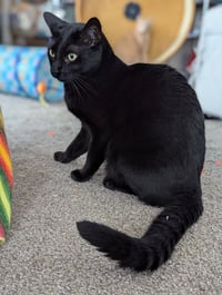 Monty (Bonded with Winkie) - Photo 5