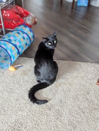 Monty (Bonded with Winkie) - Photo 4