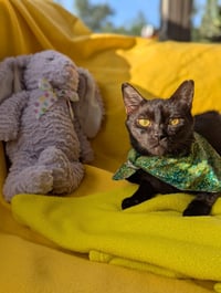 Miso (FelV pos Lap Kitty) - Photo 6