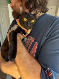 Miso (FelV pos Lap Kitty) - Photo 4