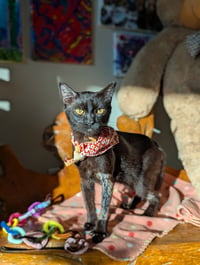 Miso (FelV pos Lap Kitty) - Photo 3