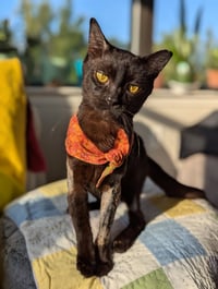Miso (FelV pos Lap Kitty) - Photo 2