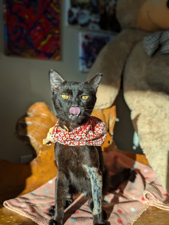 Miso (FelV pos Lap Kitty) Image