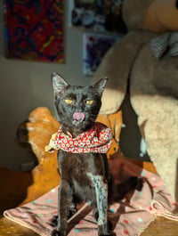 Miso (FelV pos Lap Kitty) - Photo 1
