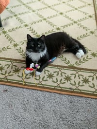 Powerpuff (Tiny but mighty) - Photo 7