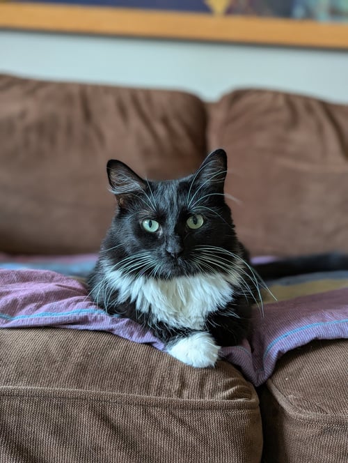 POWERPUFF (TINY BUT MIGHTY) - Domestic Long Hair for adoption in Atlanta