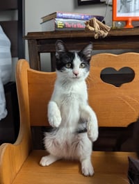 Bubbles (Shoulder kitten) - Photo 5
