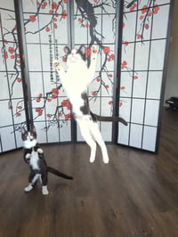 Bubbles (Shoulder kitten) - Photo 10