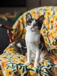 Bubbles (Shoulder kitten) - Photo 8