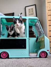 Bubbles (Shoulder kitten) - Photo 4