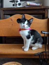 Bubbles (Shoulder kitten) - Photo 3