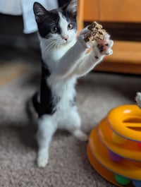 Bubbles (Shoulder kitten) - Photo 2