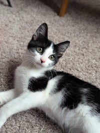 Bubbles (Shoulder kitten) - Photo 1